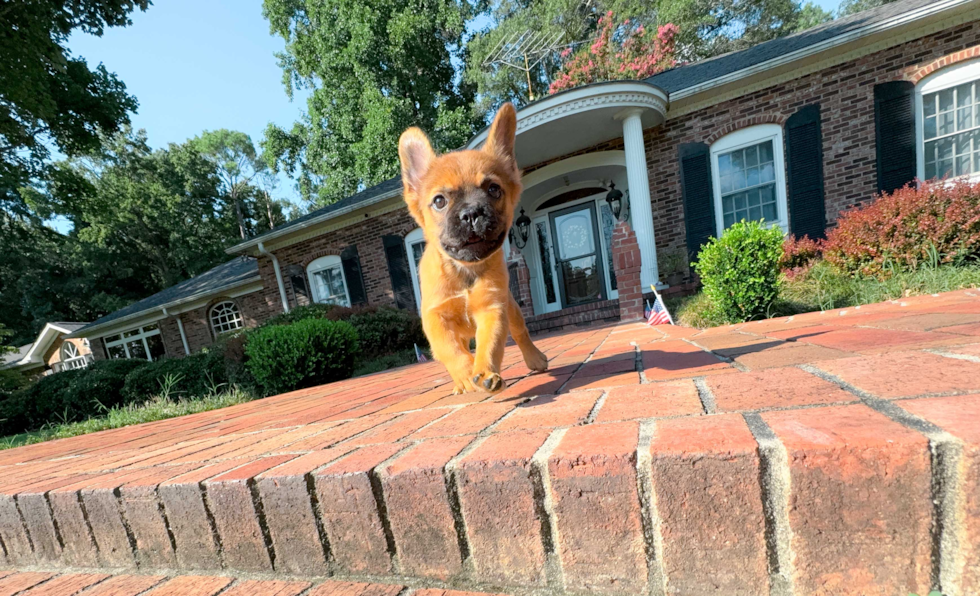 French Bulldog Pup Being Cute