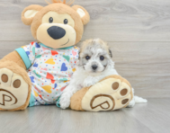 8 week old Havachon Puppy For Sale - Simply Southern Pups