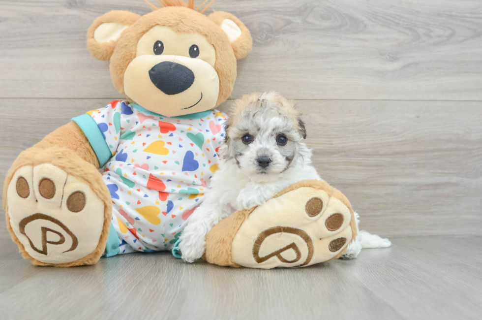 5 week old Havachon Puppy For Sale - Simply Southern Pups