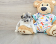 8 week old Havachon Puppy For Sale - Simply Southern Pups