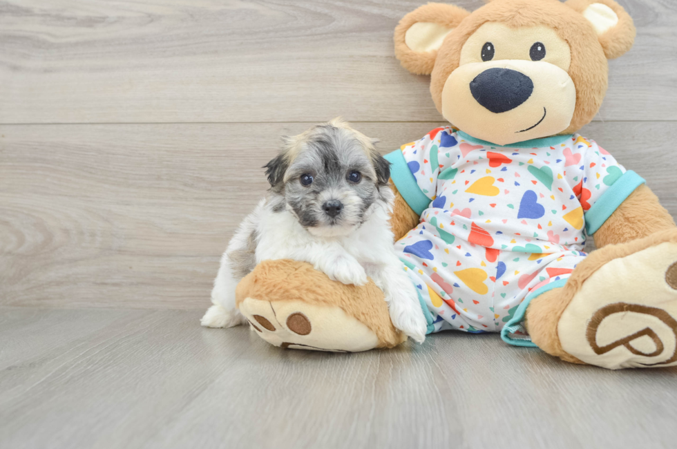 5 week old Havachon Puppy For Sale - Simply Southern Pups