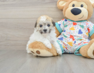 8 week old Havachon Puppy For Sale - Simply Southern Pups