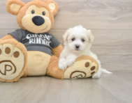 5 week old Havachon Puppy For Sale - Simply Southern Pups