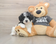 5 week old Havachon Puppy For Sale - Simply Southern Pups