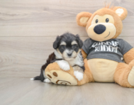 6 week old Havachon Puppy For Sale - Simply Southern Pups