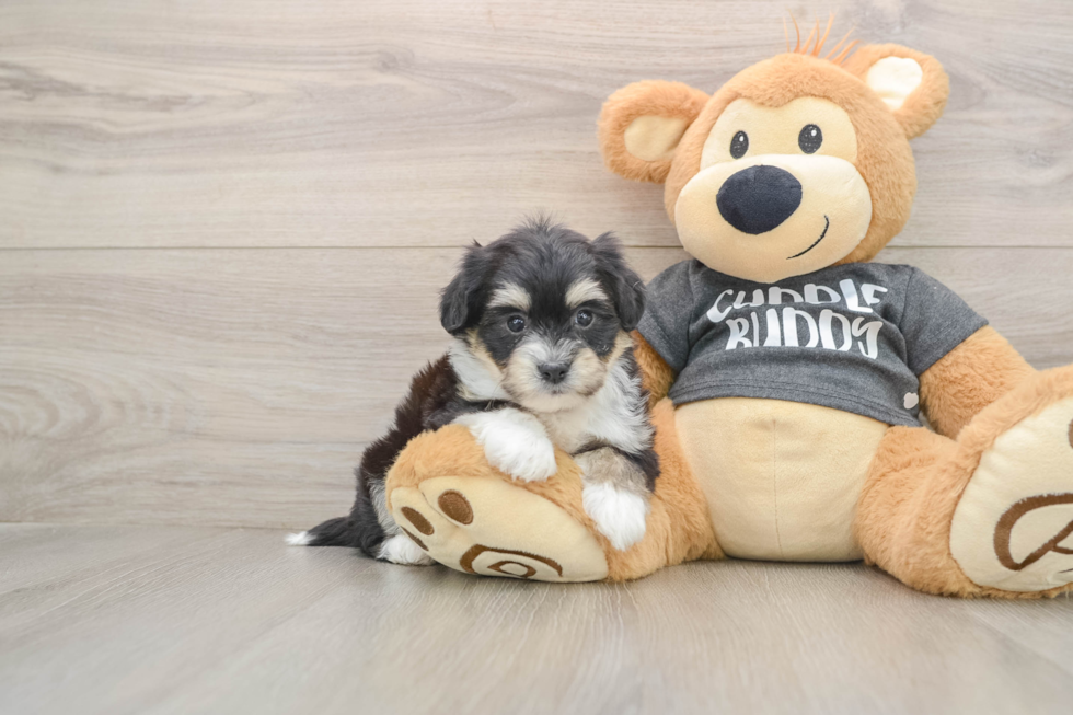 Havachon Pup Being Cute