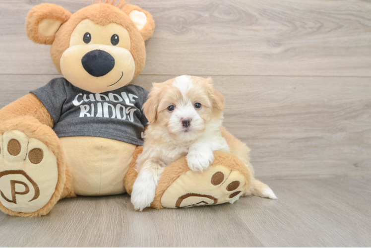Funny Havachon Designer Pup