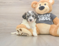 5 week old Havachon Puppy For Sale - Simply Southern Pups