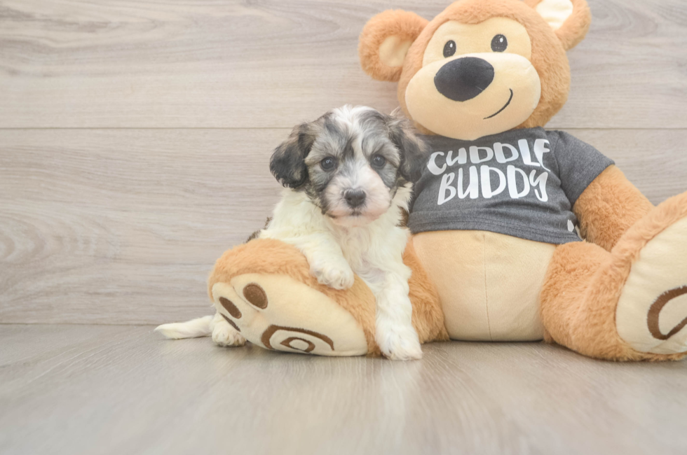 5 week old Havachon Puppy For Sale - Simply Southern Pups