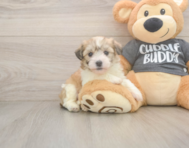 5 week old Havachon Puppy For Sale - Simply Southern Pups