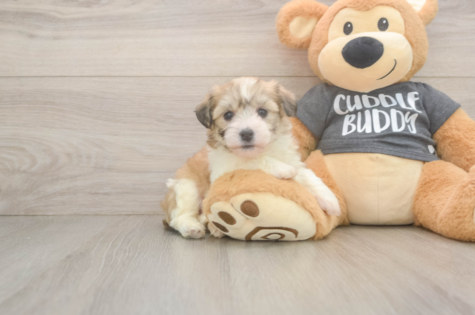 5 week old Havachon Puppy For Sale - Simply Southern Pups