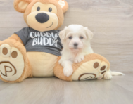 5 week old Havachon Puppy For Sale - Simply Southern Pups