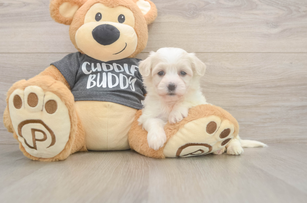 5 week old Havachon Puppy For Sale - Simply Southern Pups