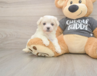 5 week old Havachon Puppy For Sale - Simply Southern Pups
