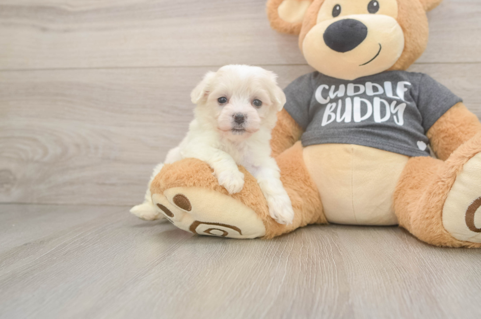 5 week old Havachon Puppy For Sale - Simply Southern Pups