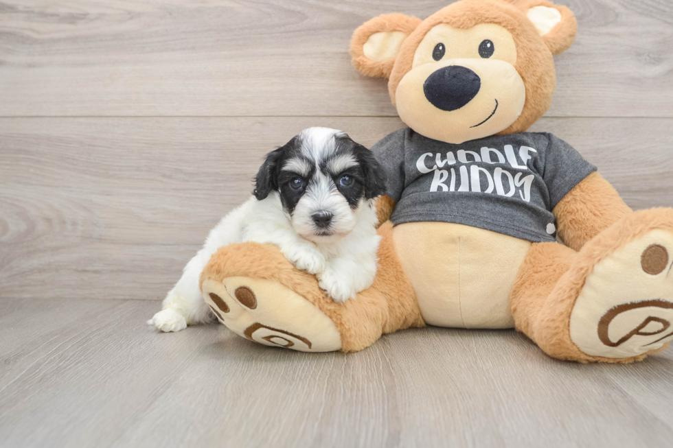 Havachon Puppy for Adoption