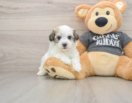 5 week old Havachon Puppy For Sale - Simply Southern Pups