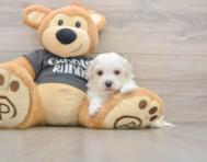 5 week old Havachon Puppy For Sale - Simply Southern Pups