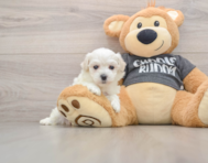 6 week old Havachon Puppy For Sale - Simply Southern Pups