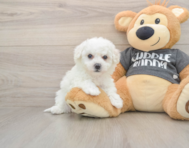 5 week old Havachon Puppy For Sale - Simply Southern Pups