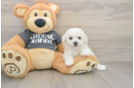 Hypoallergenic Havashon Designer Puppy