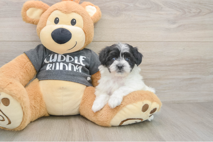 Havachon Puppy for Adoption