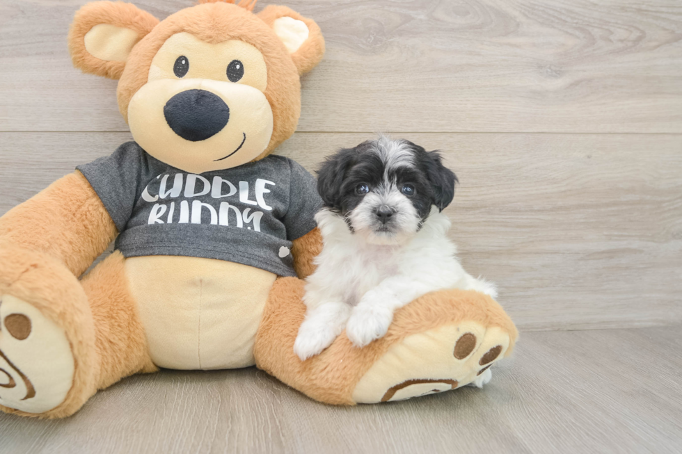 Havachon Puppy for Adoption