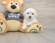 5 week old Havachon Puppy For Sale - Simply Southern Pups