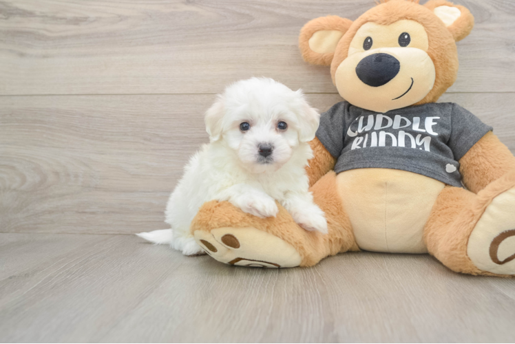 Little Havashon Designer Puppy