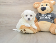 5 week old Havachon Puppy For Sale - Simply Southern Pups