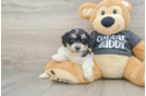 Havachon Pup Being Cute