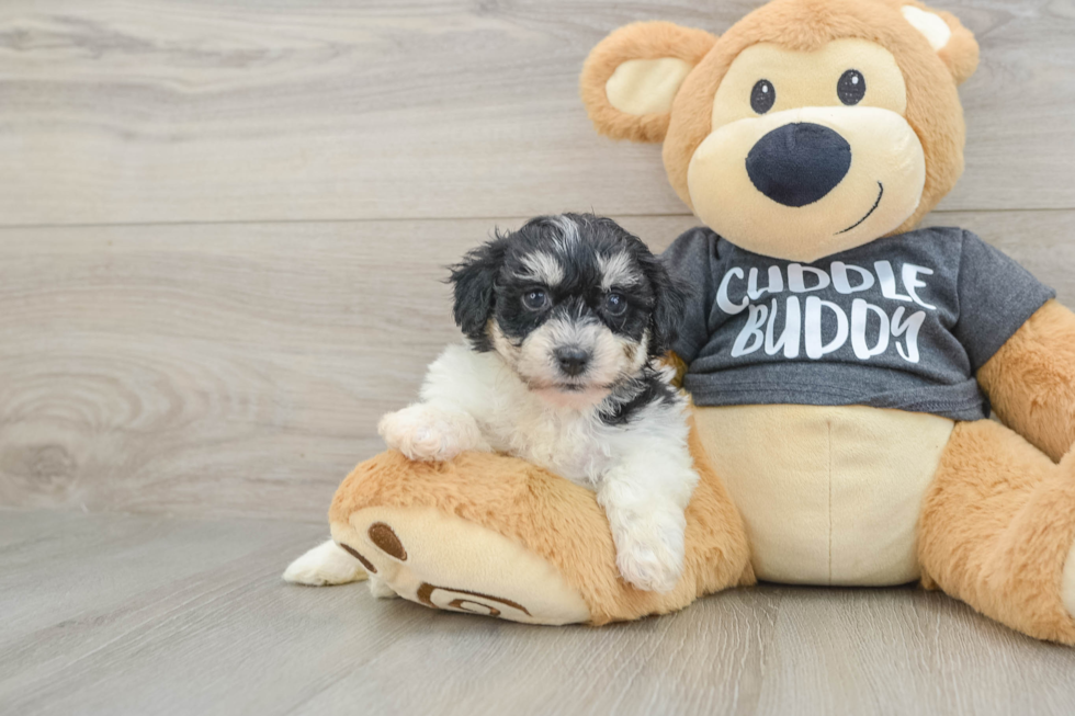 Havachon Pup Being Cute