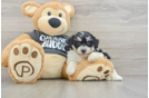 Fluffy Havachon Designer Pup