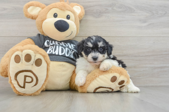 Fluffy Havachon Designer Pup