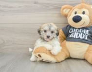 7 week old Havachon Puppy For Sale - Simply Southern Pups