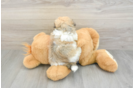 Fluffy Havachon Designer Pup