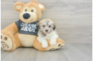 Havachon Puppy for Adoption