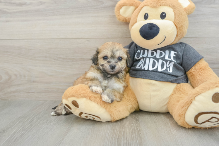 Havachon Puppy for Adoption
