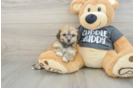 Havachon Puppy for Adoption