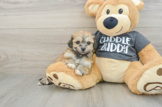 Havachon Puppy for Adoption