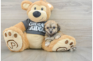 Energetic Havashon Designer Puppy