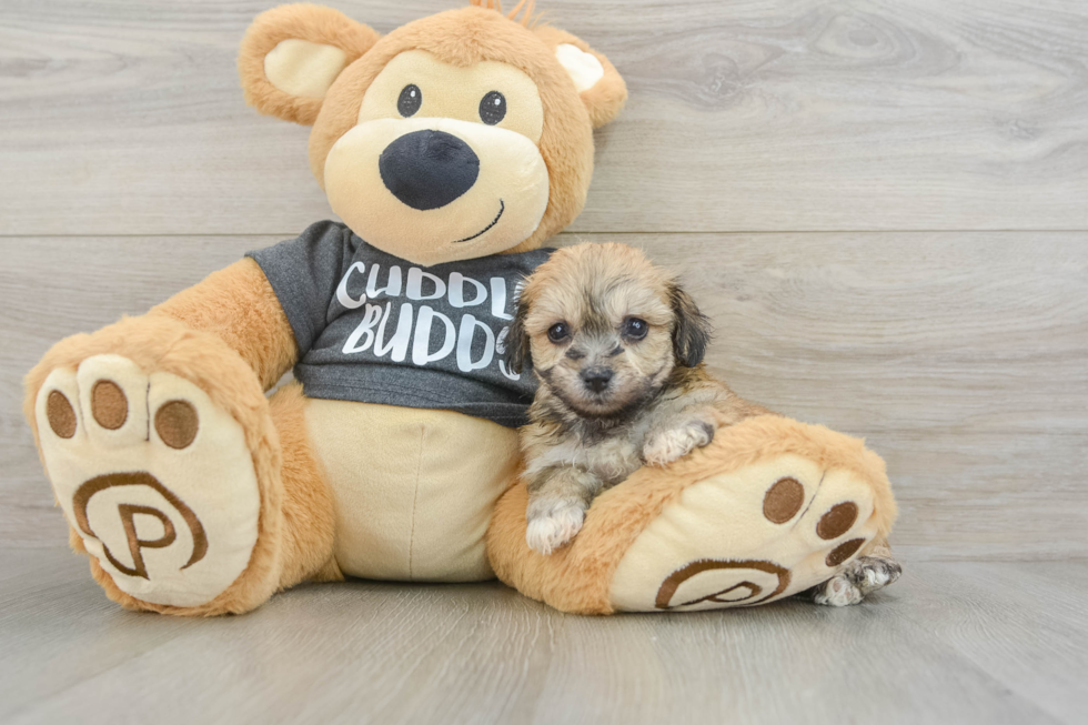 Energetic Havashon Designer Puppy