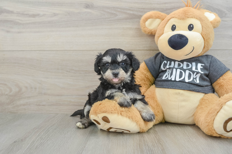7 week old Havachon Puppy For Sale - Simply Southern Pups
