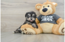 Hypoallergenic Havashon Designer Puppy
