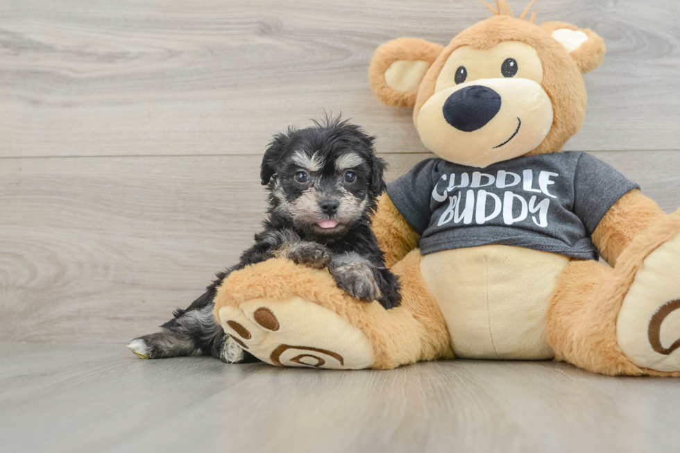 Hypoallergenic Havashon Designer Puppy