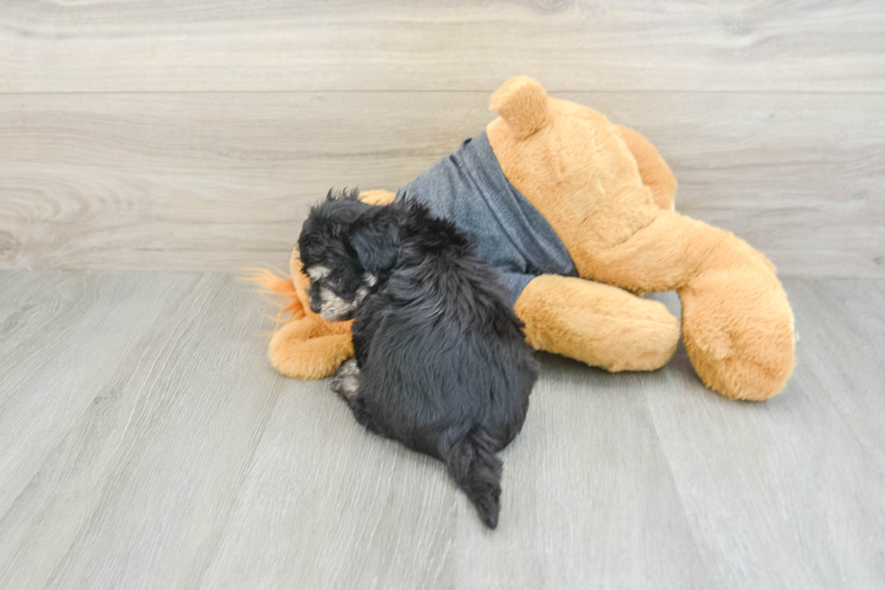 Havachon Pup Being Cute