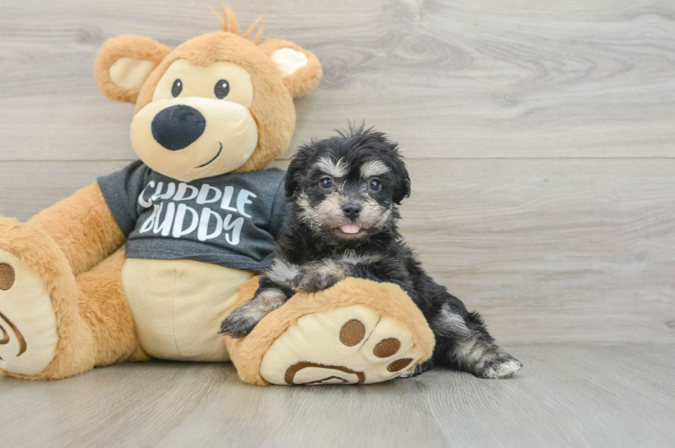 7 week old Havachon Puppy For Sale - Simply Southern Pups