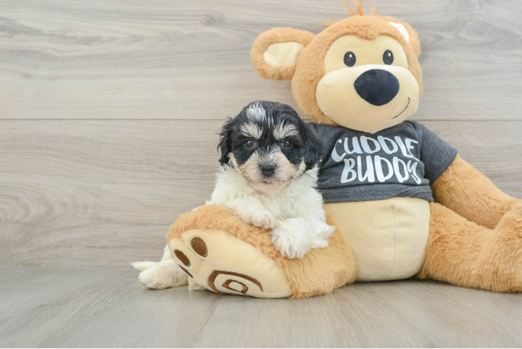 Havachon Pup Being Cute