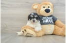 Havachon Pup Being Cute