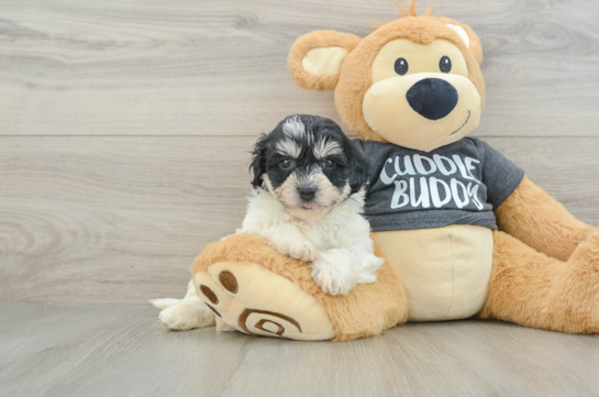 Havachon Pup Being Cute